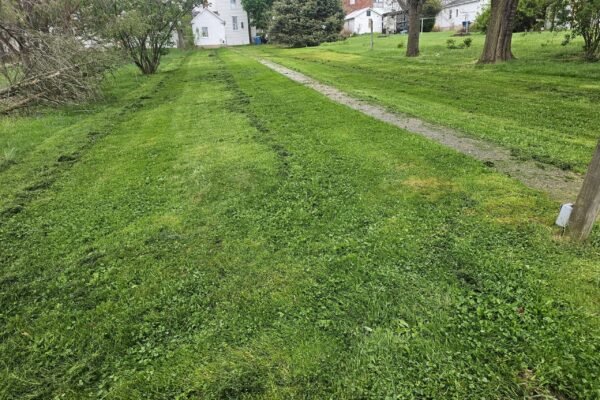 Freshly mowed lawn with visible cut lines alongside a narrow walkway leading toward a residential home