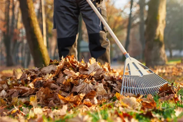 Seasonal Yard Cleanup (1)
