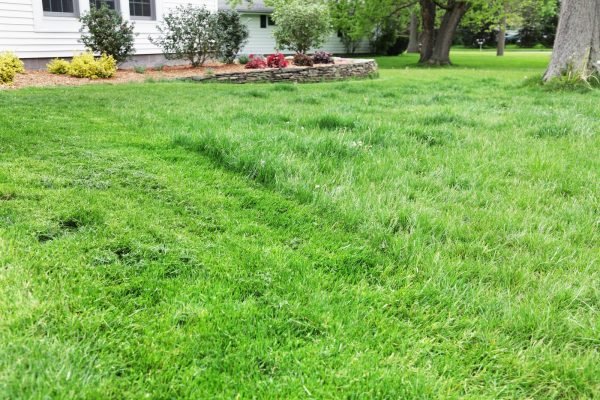 Overgrown Yard Reset
